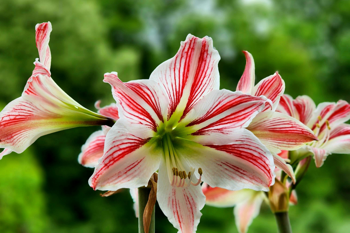 Indoor Flowering Plants