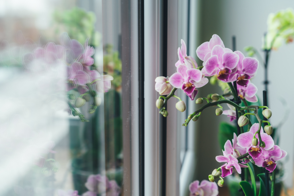 indoor-flowering-plants