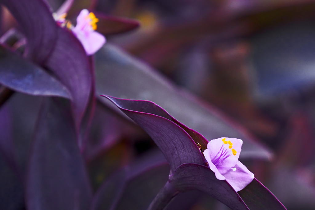 Tradescantia-Pallida