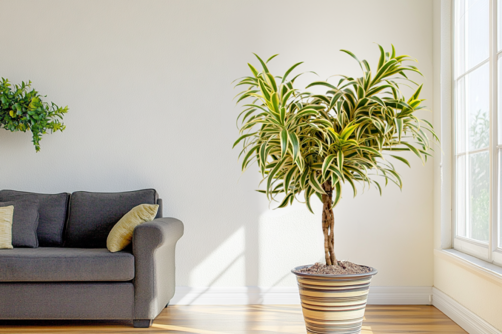 Dracaena Reflexa, an elegant houseplant with green and yellow striped leaves, positioned in a decorative pot near a large window in a sunlit living room with a gray sofa and warm decor.