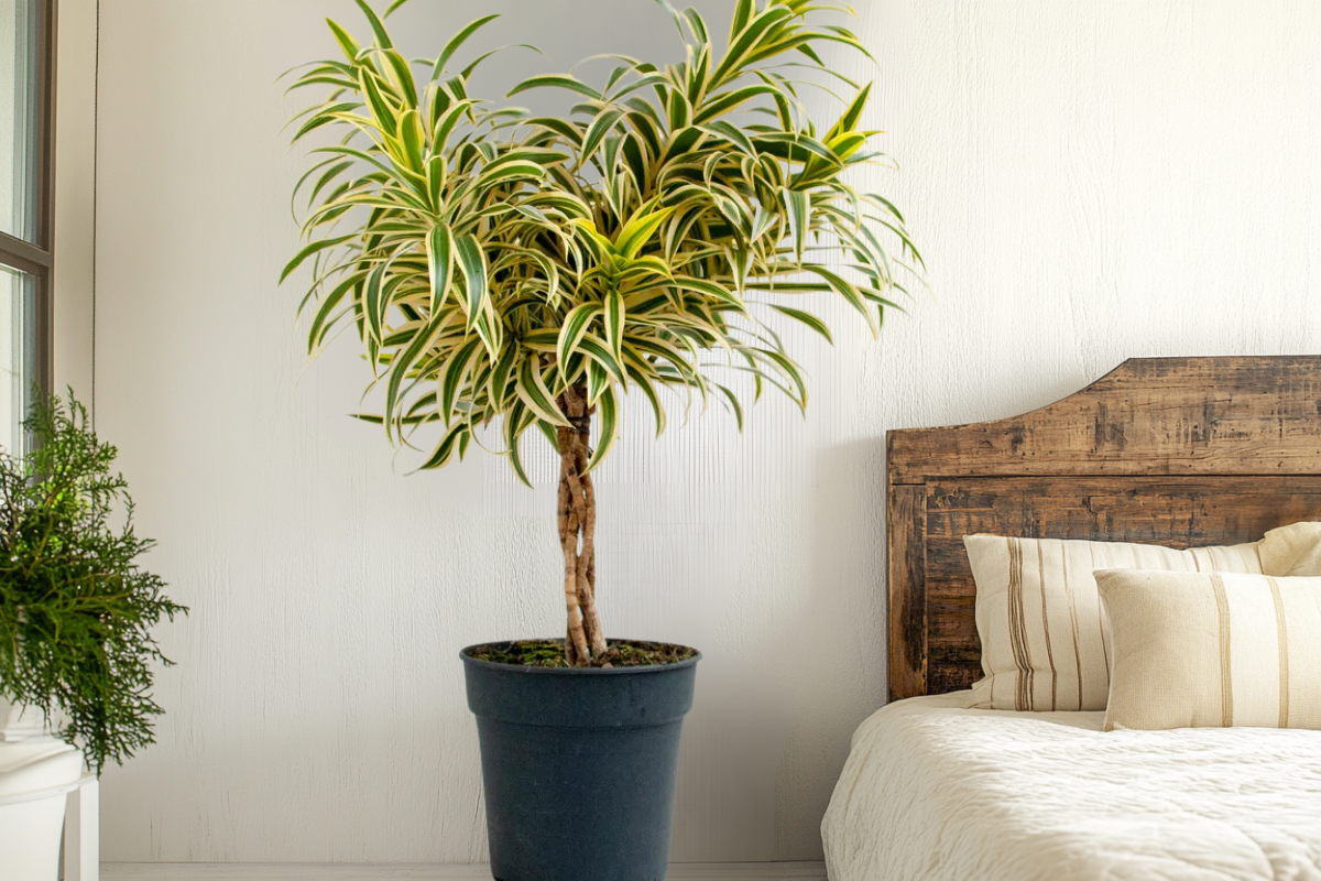 Dracaena Reflexa, a beautiful indoor plant with variegated green and yellow leaves, placed in a black pot beside a rustic wooden bed, adding a tropical touch to a bright, cozy bedroom.