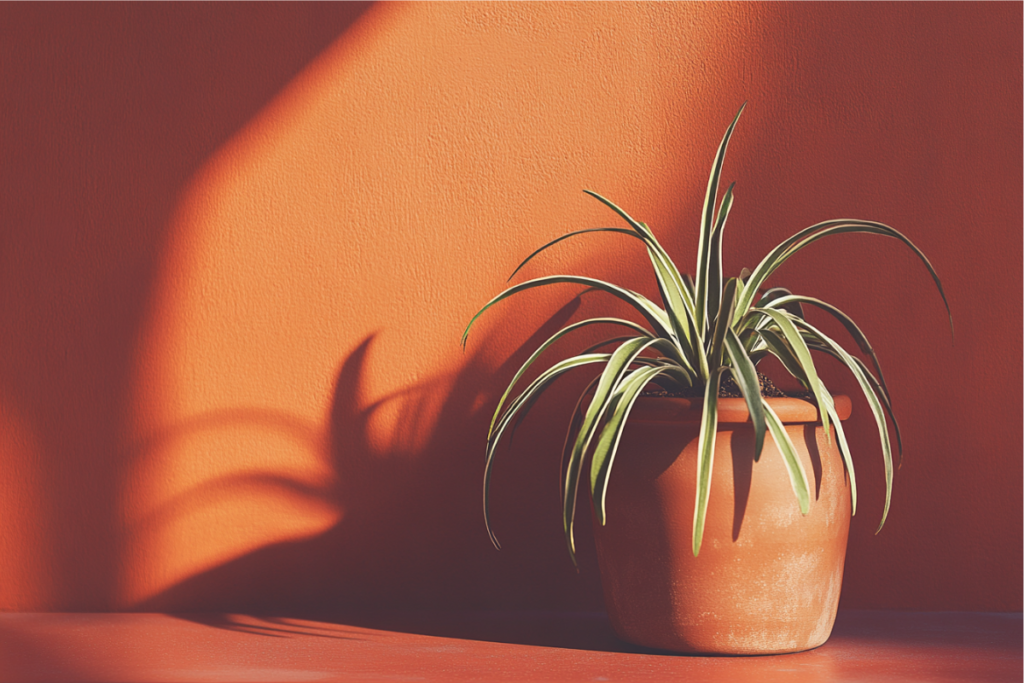 A terracotta indoor plant pot holding a spider plant, casting a shadow against a vibrant orange background.