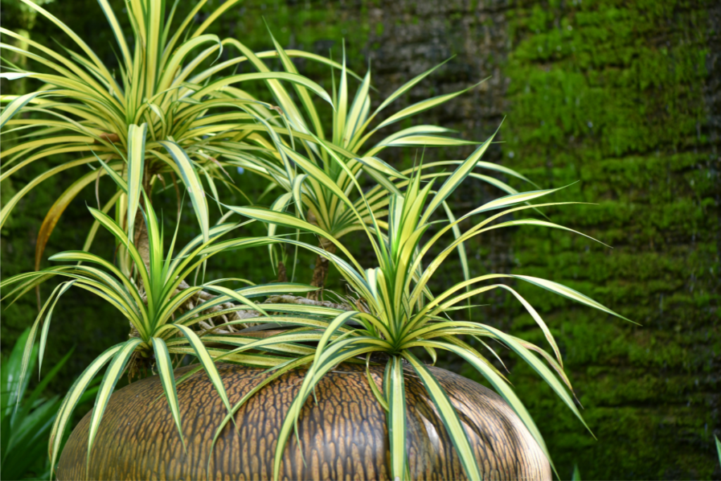 A image of Spider Plants, a kind of water plants, inside a big brown vase