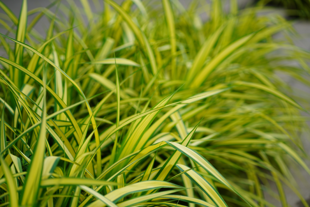 A bed of Chlorophytum Comosum ‘Hawaiian’ spider plants with bright green leaves and vibrant yellow-orange stripes. The plants are densely packed, creating a lush, colorful display.