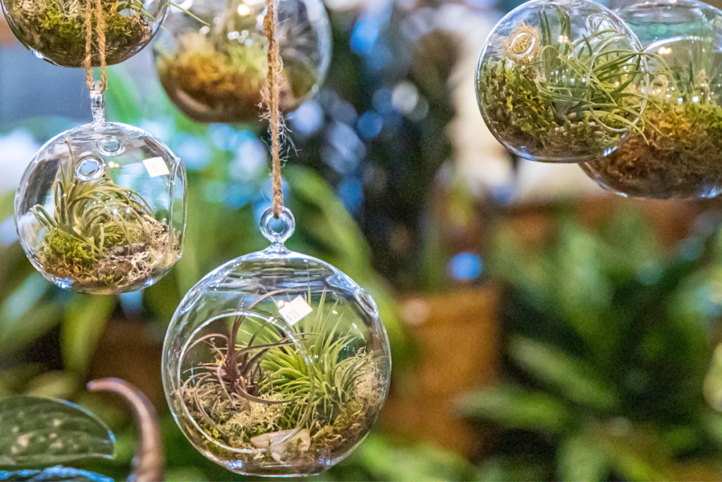 a picture of hanging glass terrarium with air plants inside