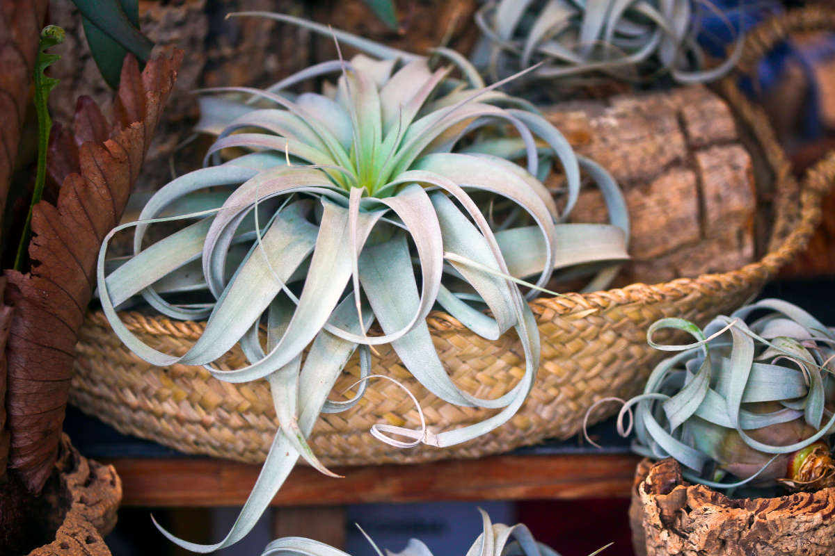 a picture of air plants inside baskets