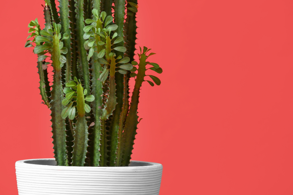 African Milk Tree, a unique choice for living room plants, with cactus-like green stems and small leaves in a white pot, set against a bold red background.