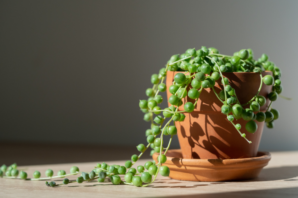 String of Pearls, a trendy option for living room plants, with cascading round green beads in a terracotta pot on a sunlit wooden surface.