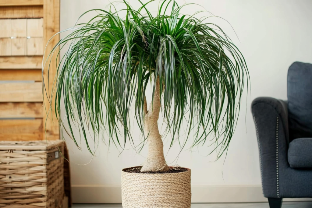 Ponytail Palm, a popular living room plant, with a thick trunk and long, flowing green leaves in a woven basket planter, bringing character to the space.