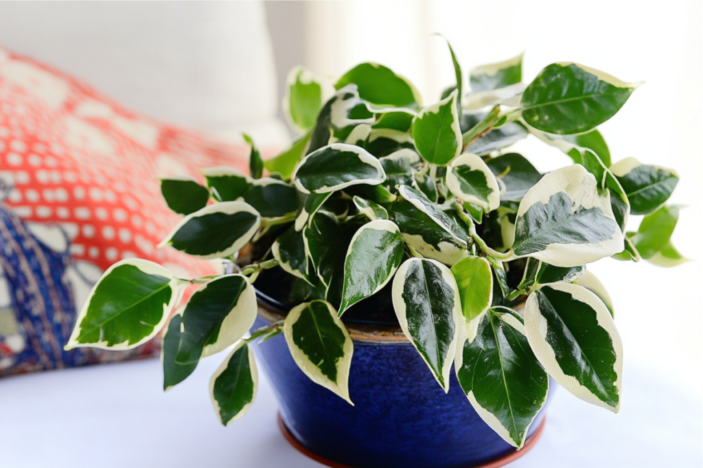 Hoya Carnosa, a beautiful option for living room plants, with thick green leaves edged in white, placed in a blue ceramic pot on a table with a patterned cushion in the background.