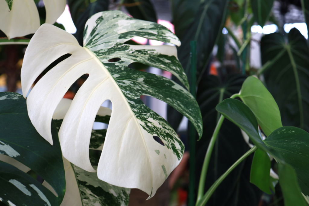 An image of monstera Albo, a kind of variegata plant