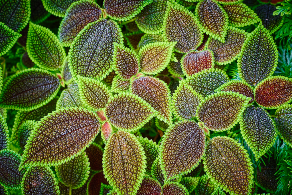 A vibrant cluster of Pilea Plant Involucrata, or Friendship Plant, with textured green leaves tinged with shades of deep purple.