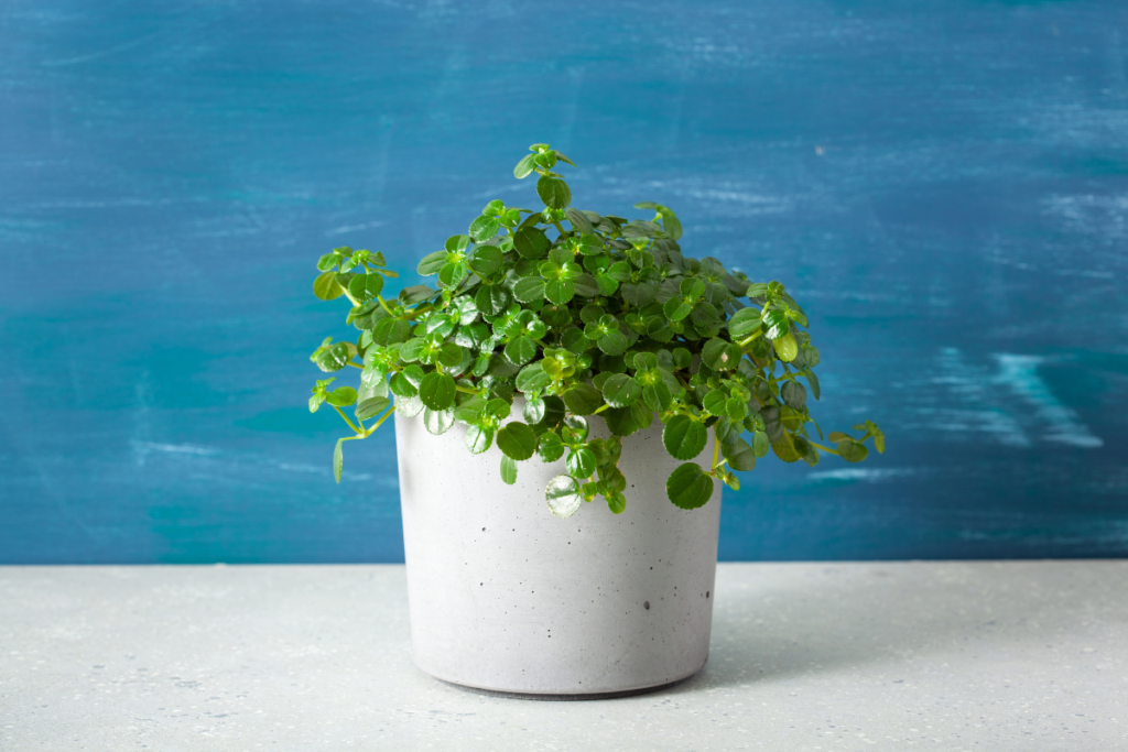 The charming Pilea Plant Depressa, commonly referred to as Baby Tears, displayed in a modern concrete pot against a blue background.