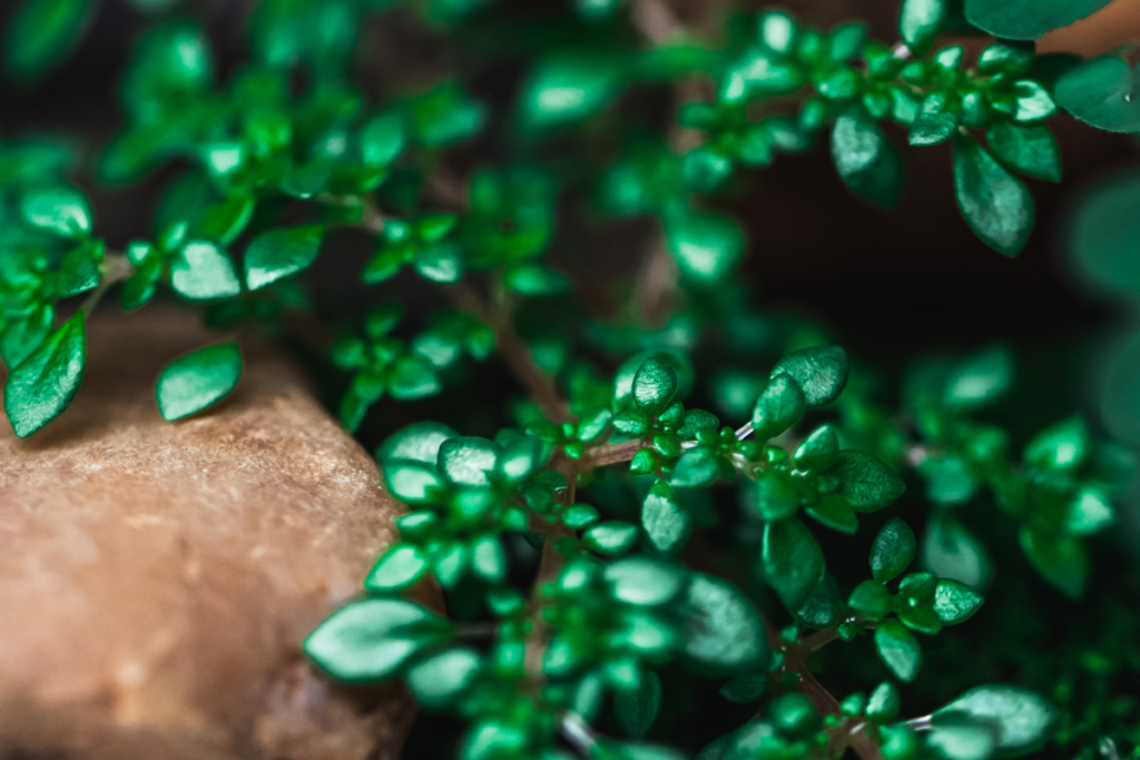 A detailed close-up of the Pilea Plant Microphylla, or Artillery Plant, showcasing its small, bright green leaves growing densely along slender stems.