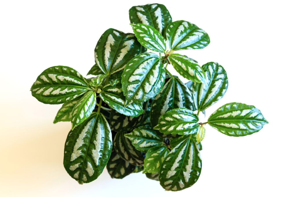 The Pilea Plant, Cadierei, or Aluminum Plant, with its glossy green and silver foliage displayed against a clean white background.