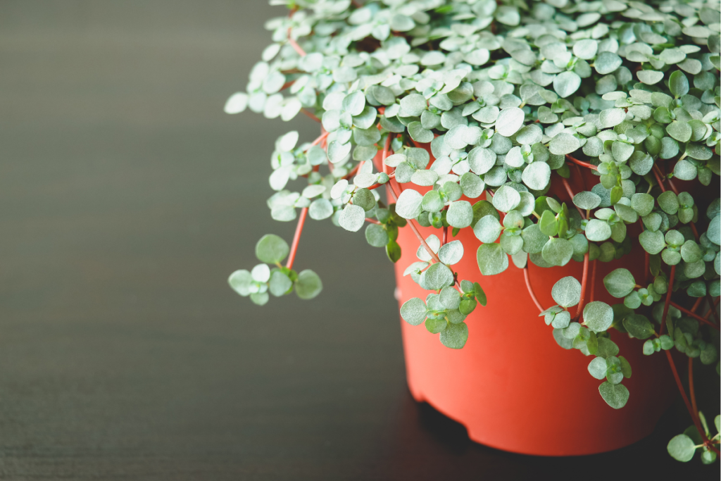 A Pilea Plant Glauca, commonly known as Silver Sprinkles, with its delicate cascading stems filled with tiny, silver-blue leaves, planted in a red pot.