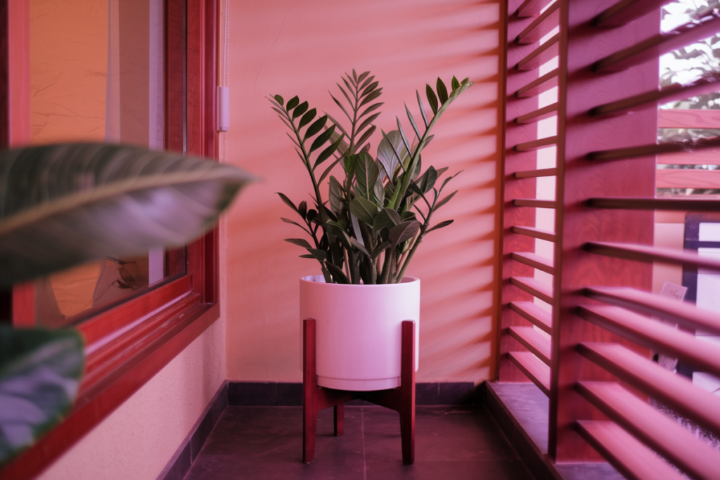 A Raven ZZ plant placed in a white planter with a wooden stand, showcased in a cozy outdoor patio space with warm lighting.