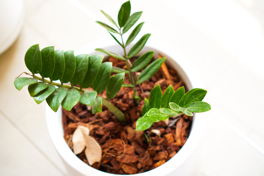 A top-down view of a young Raven ZZ plant in a white pot, growing in a bark-based potting mix, showing its healthy green leaves with some lighter and darker leaf color variations.