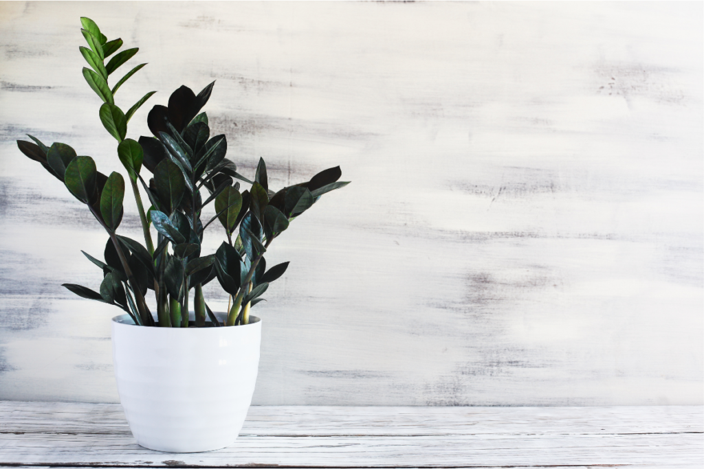 A Raven ZZ plant in a white pot against a light, textured background, creating a minimalist home decor vibe.