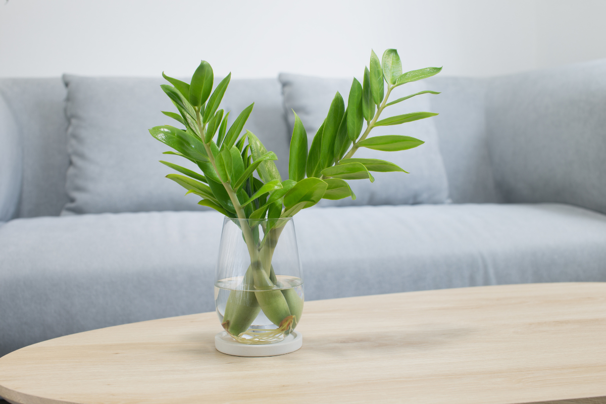 A single stem of a Raven ZZ plant placed in a glass vase with water, elegantly displayed on a wooden coffee table.