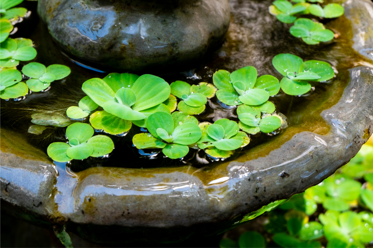 water plants