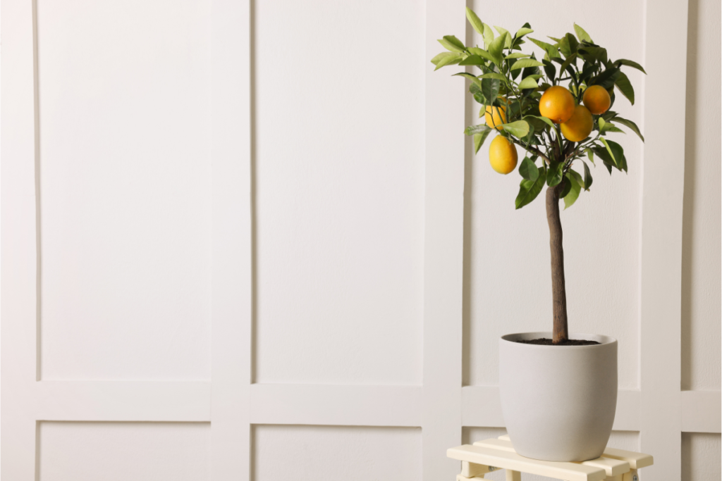 A potted lemon tree with ripe lemons placed indoors against a light-colored wall, showing how to care for an indoor lemon tree in a minimalist space.