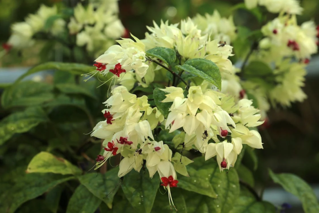 A flourishing bleeding heart vine with bright white bracts and red flowers standing out against its glossy green foliage.