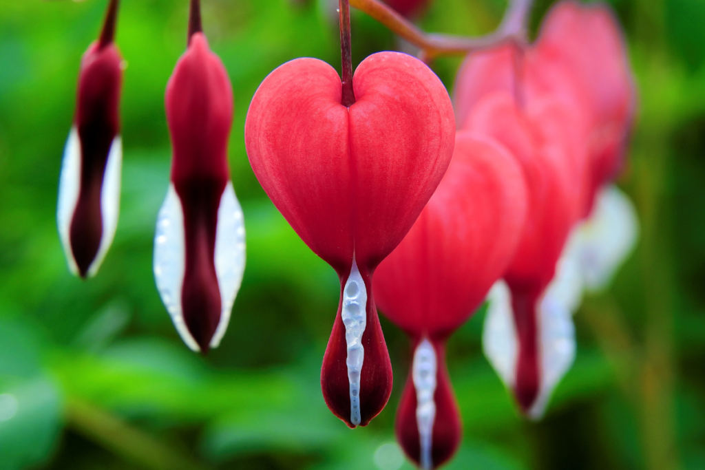 The bright red and white flowers of the bleeding heart vine highlighted against their dark, glossy green leaves.