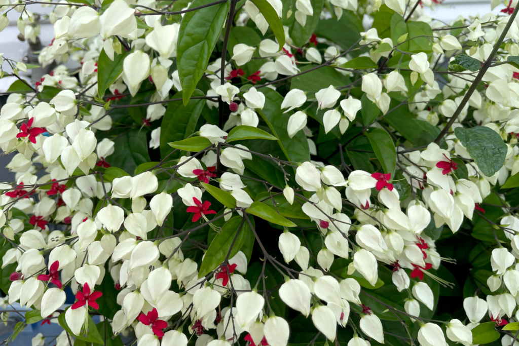 A garden full of bleeding heart vines, showcasing their signature red and white flowers amidst dense green foliage.