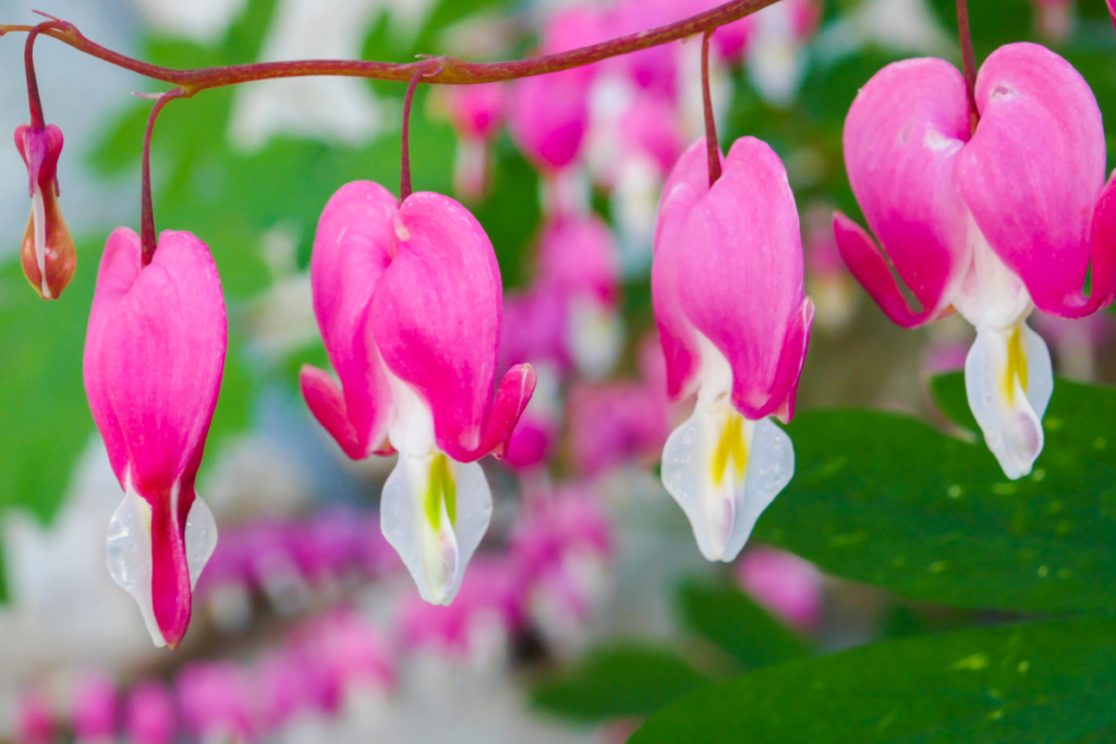 Pink and white heart-shaped flowers of the bleeding heart vine, hanging gracefully against a green background.