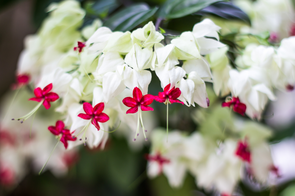 The striking red and white flowers of the bleeding heart vine elegantly cascading in a lush garden setting.