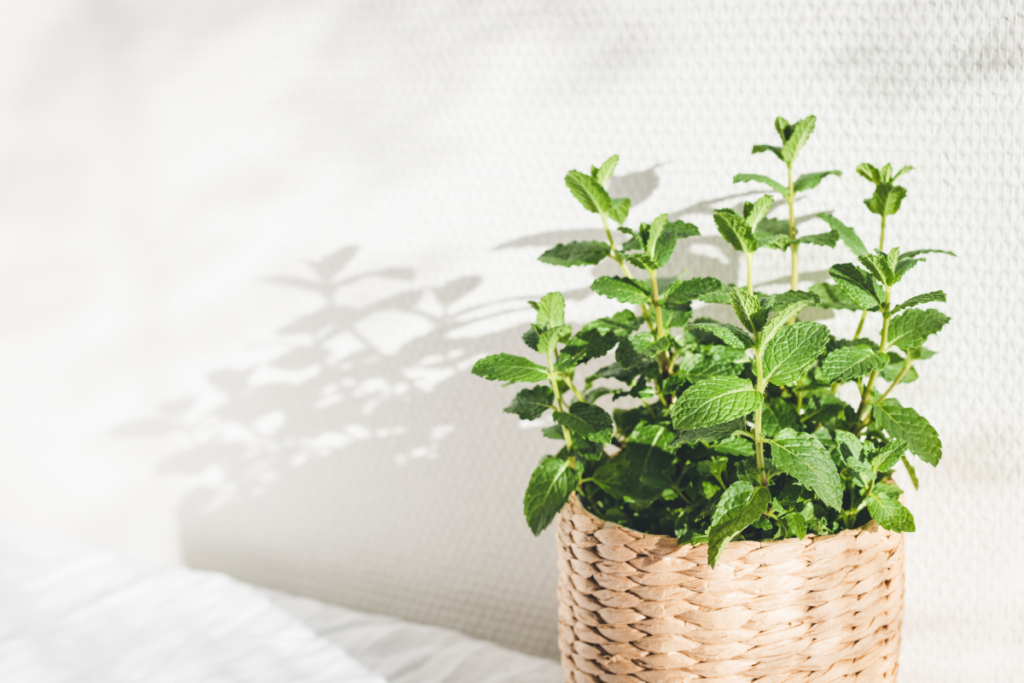 Vibrant mint mentha in a woven basket by the window, illustrating herbs that grow in shade.