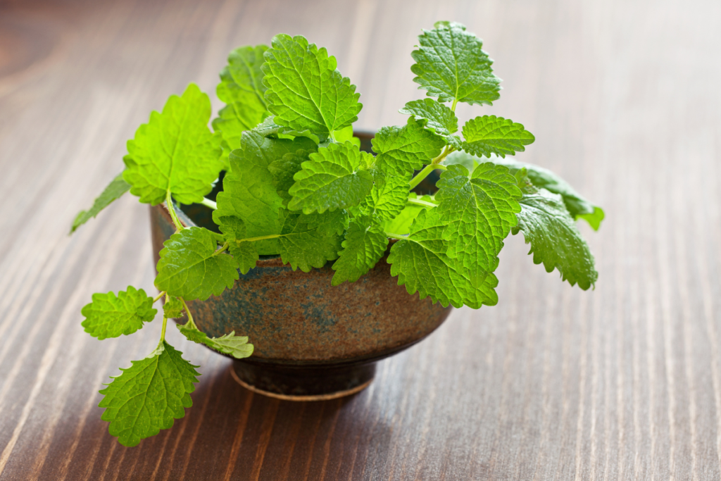 Lemon balm growing healthily in a small bowl, perfect example of herbs that grow in shade.