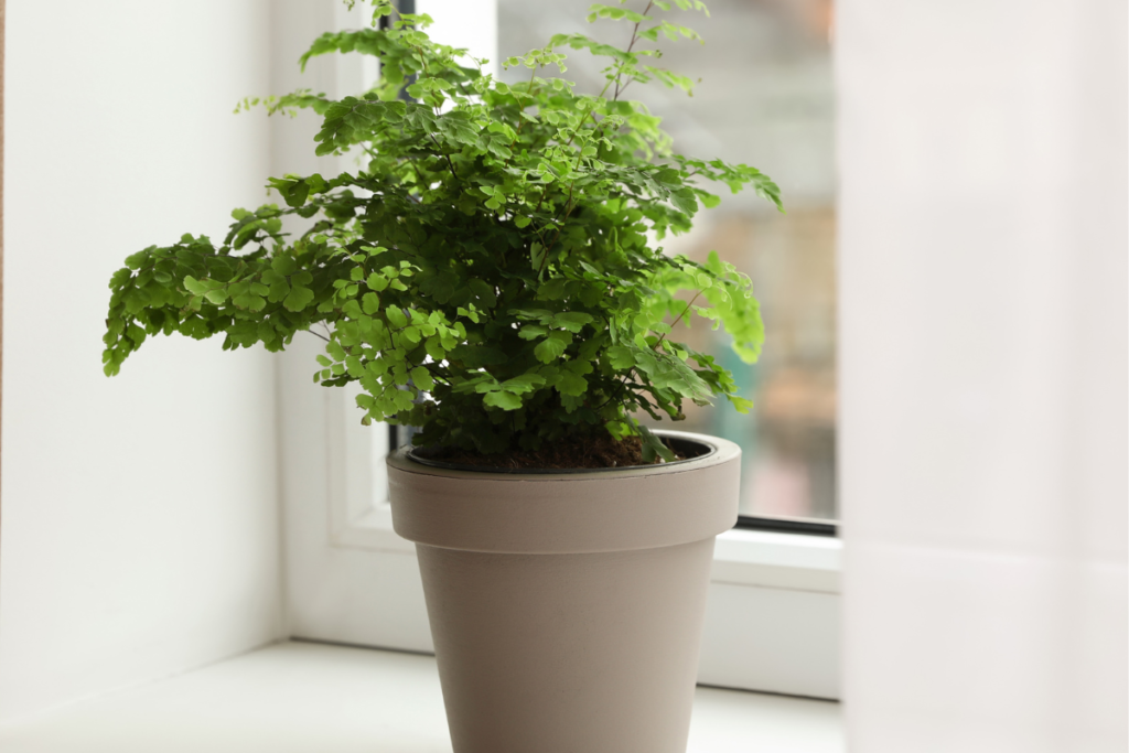 A healthy maidenhair fern in a contemporary pot indoors, ideal conditions for caring for a maidenhair fern with moist soil and humid air.