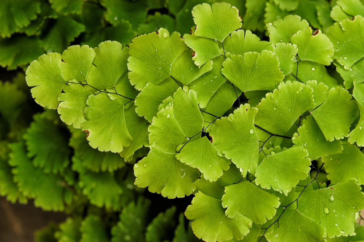 Close-up of lush green leaves of a maidenhair fern, showcasing the delicate foliage ideal for caring for a maidenhair fern indoors.