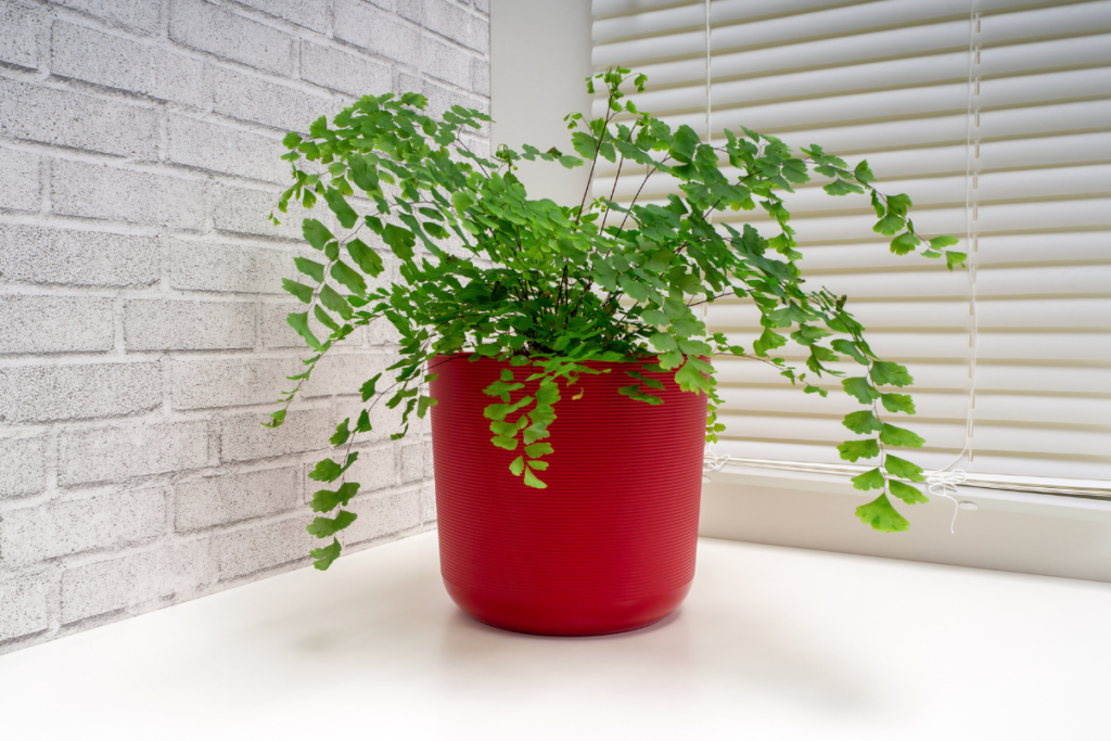 A potted maidenhair fern indoors by a bright window, illustrating how indirect sunlight helps in caring for a maidenhair fern.