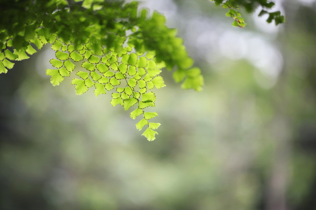 Detailed view of maidenhair fern branches with vibrant green leaves, highlighting optimal growing conditions for caring for a maidenhair fern.