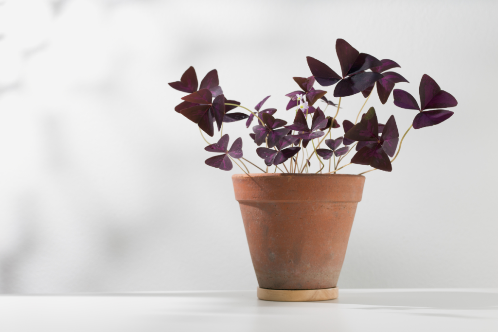 Purple shamrock flowers blooming among the dark purple leaves. Purple shamrock care involves balanced light and regular pruning to maintain its striking appearance.