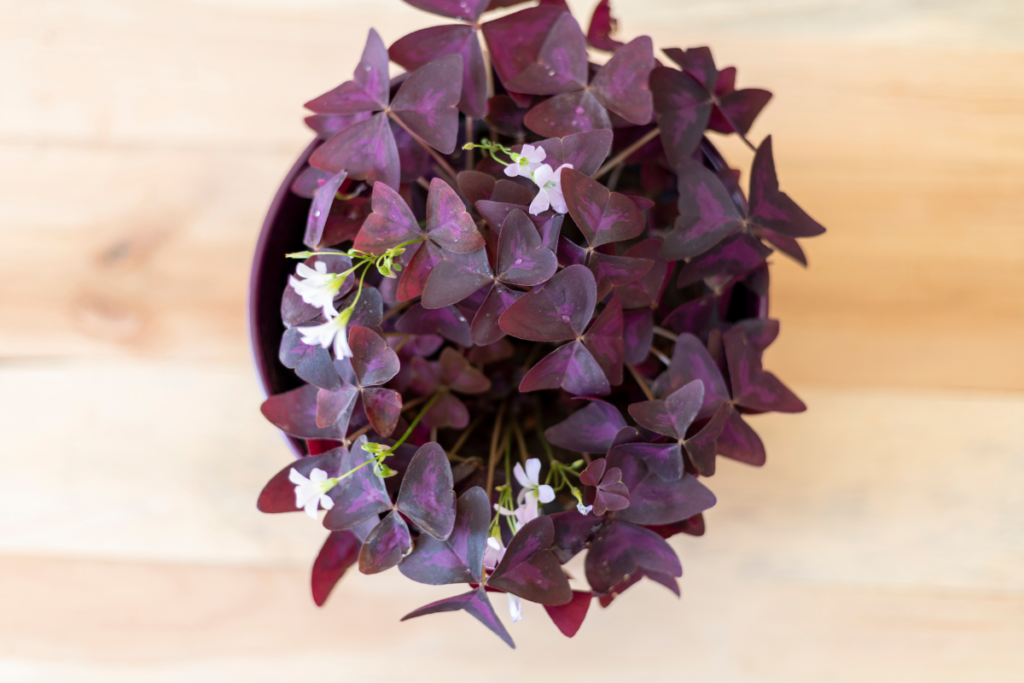 A top view of a purple shamrock plant, showing its deep purple leaves and delicate white flowers. Essential purple shamrock care includes careful watering to keep the plant healthy and vibrant.