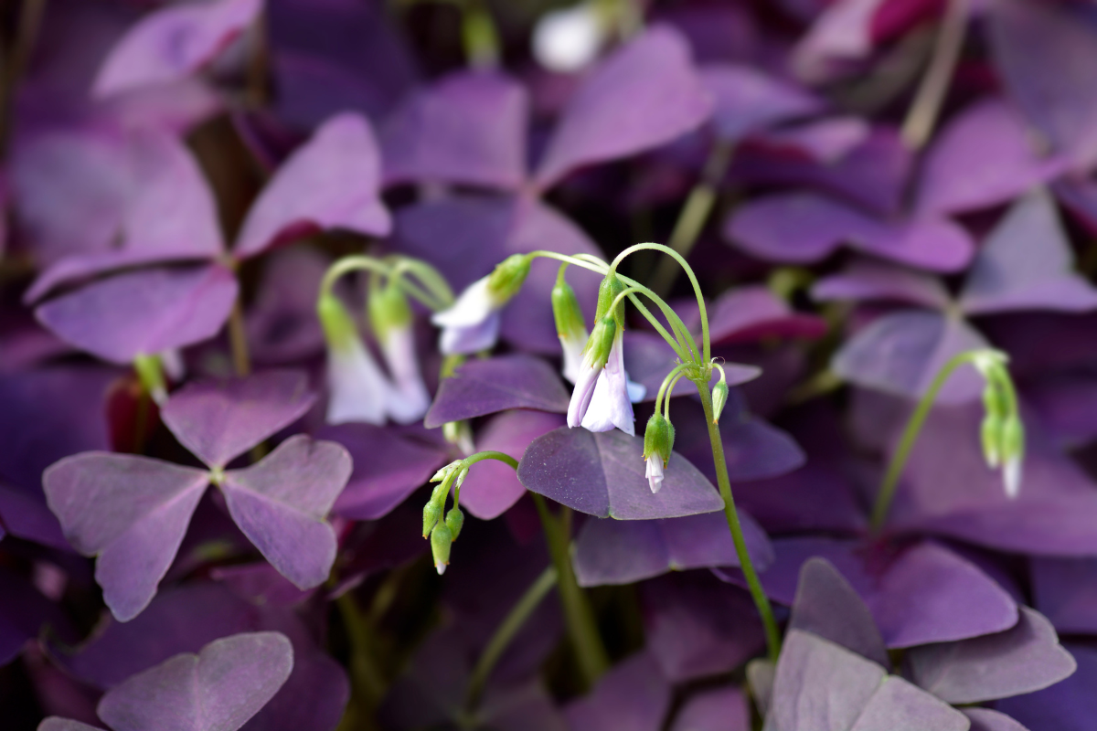 Purple shamrock flowers blooming among the dark purple leaves. Purple shamrock care involves balanced light and regular pruning to maintain its striking appearance.