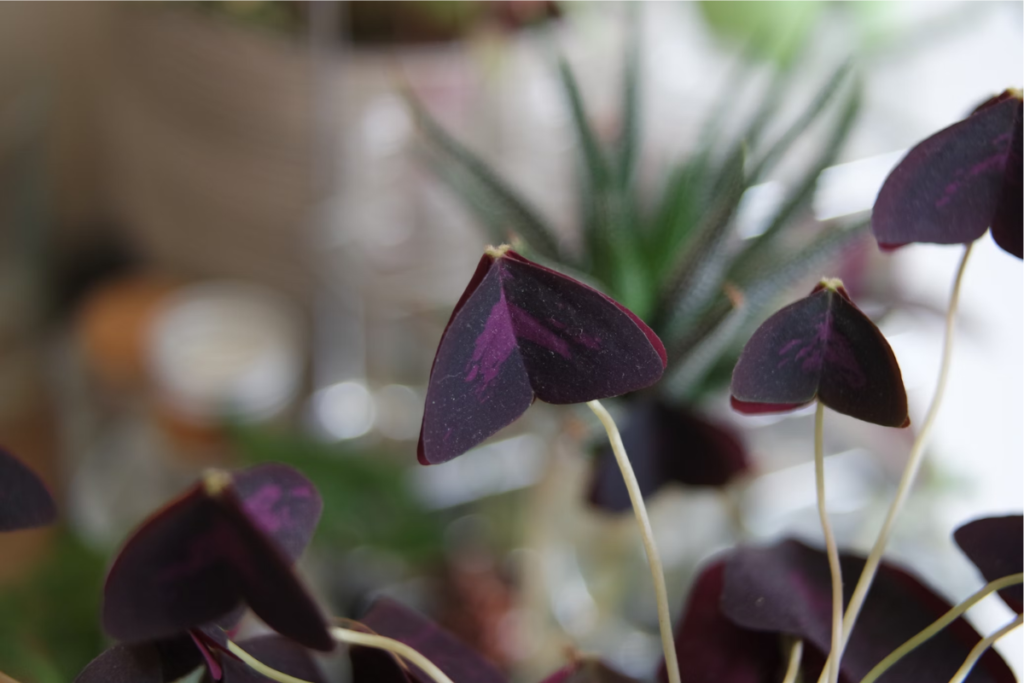 A close-up of the unique triangular leaves of a purple shamrock, showcasing its deep purple color and velvety texture. A key part of purple shamrock care is ensuring the plant receives enough indirect sunlight to maintain vibrant foliage.