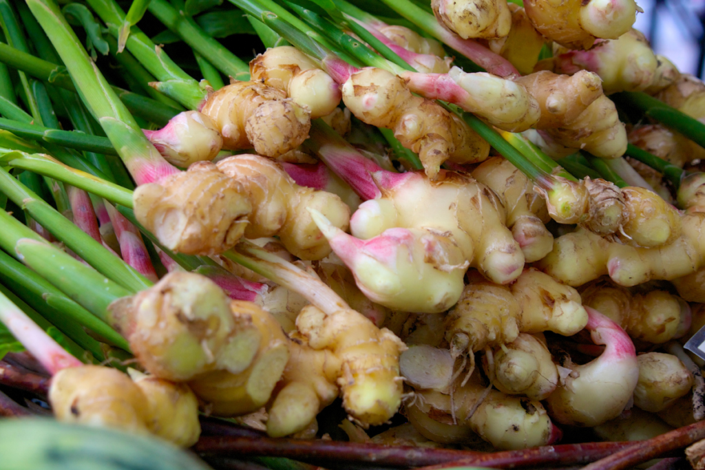 Freshly harvested ginger roots with green stems, an example of an easy-to-grow edible indoor plant for health benefits.