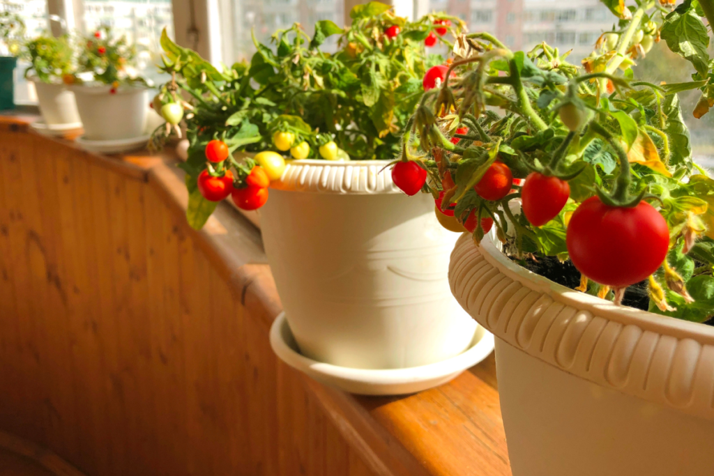 Indoor tomato plants in pots, placed by a sunny window, highlighting an easy-to-grow edible indoor plant for home gardens.