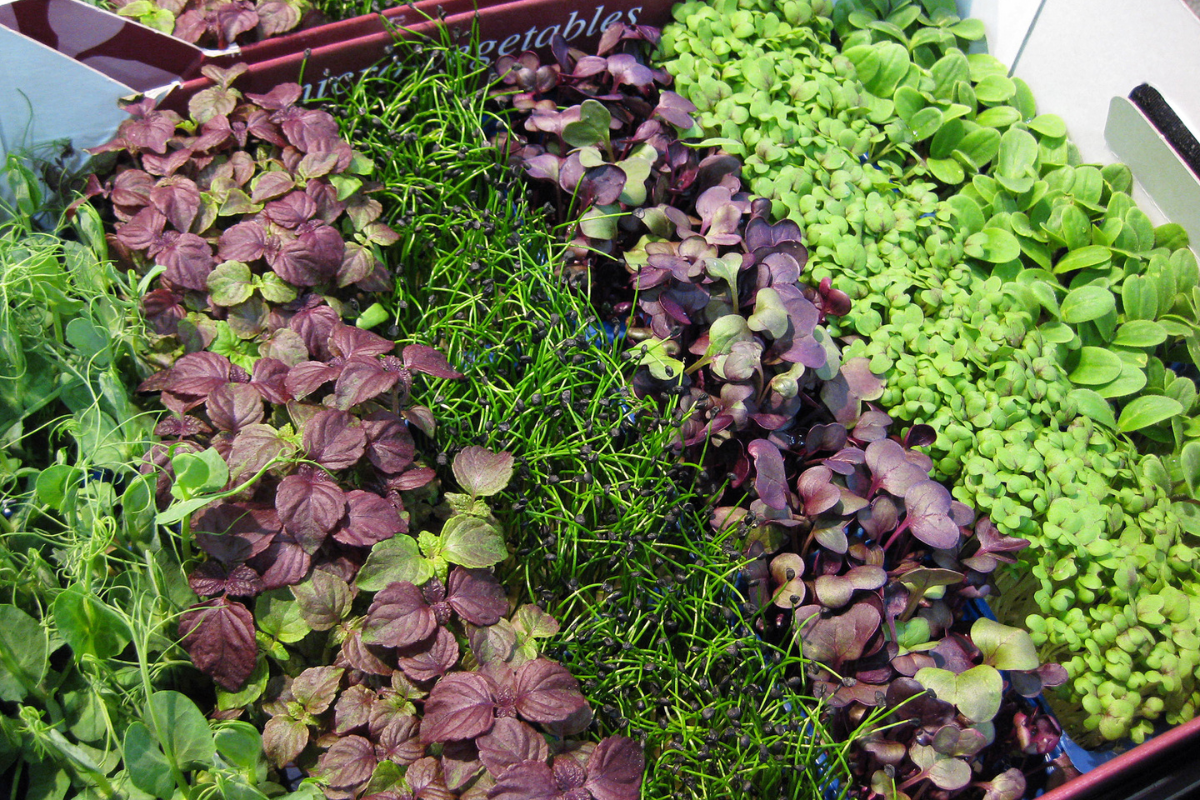 A colorful selection of microgreens and herbs, grown indoors in drained soil, ideal for creating an herb garden with edible indoor plants.