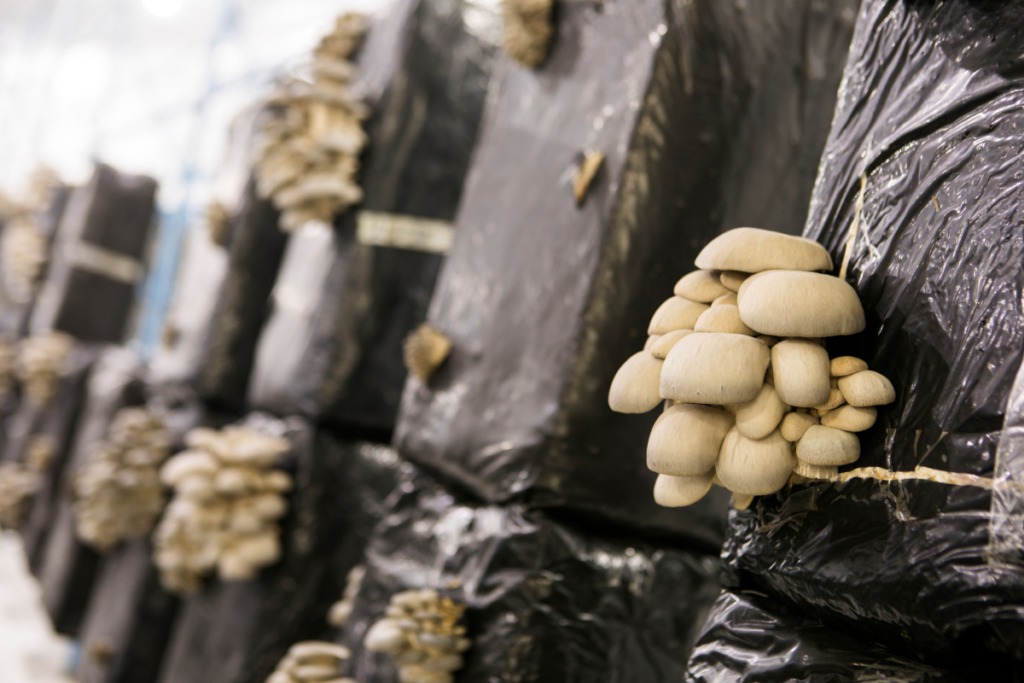 Mushrooms growing indoors on black substrate bags, demonstrating another variety of edible indoor plants grown with minimal space requirements.