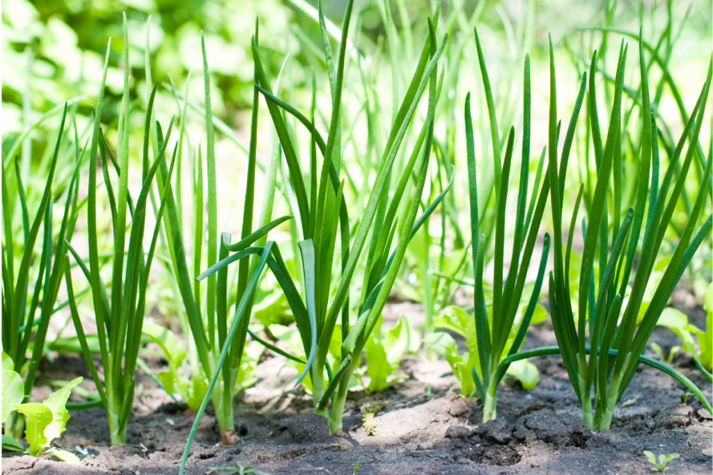 Green onions growing in soil with bright green stalks, a simple yet flavorful addition to your collection of edible indoor plants.