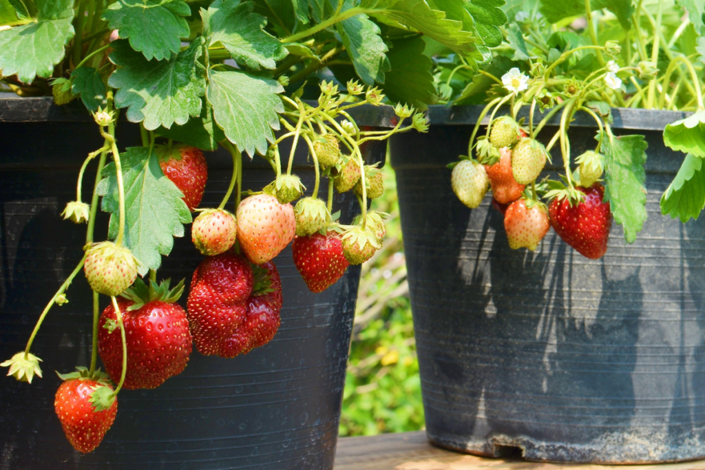 Potted strawberry plants with ripe red fruits, an ideal edible indoor plant for a sunny, south-facing window.