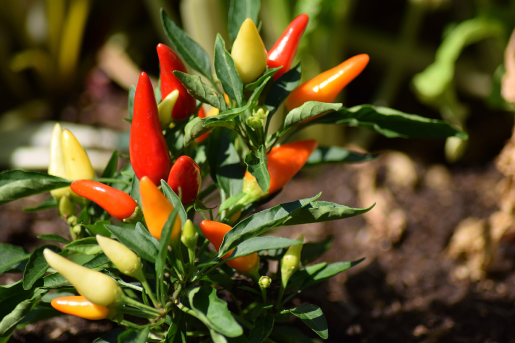 A colorful chili pepper plant with red, orange, and yellow peppers, a vibrant choice for indoor gardening with edible indoor plants.