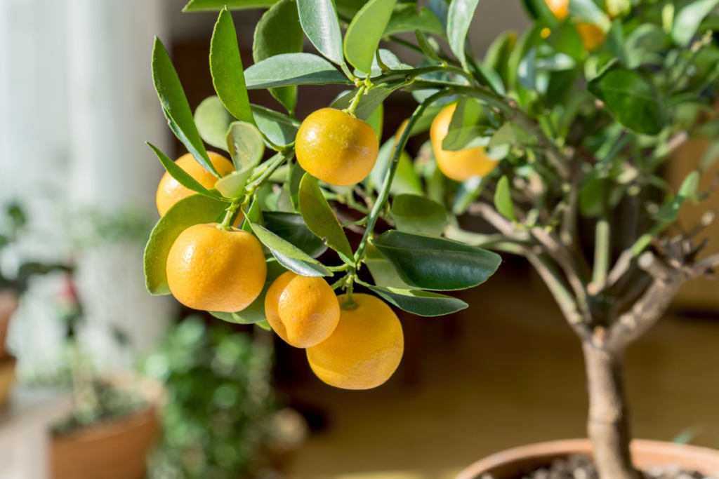 A dwarf citrus tree with bright orange fruits, a beautiful and practical edible indoor plant that thrives with proper care.