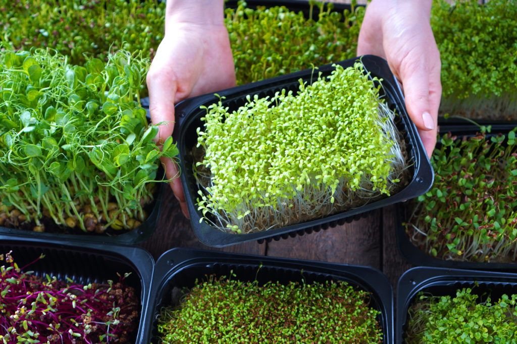 A close-up of trays filled with fresh microgreens, showcasing an example of edible indoor plants for sustainable and healthy indoor gardening.